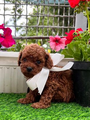 TEACUP KORE POODLE YAVRULAR