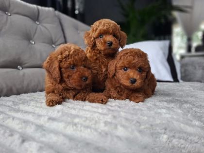 ÜST DÜZEY KORE TOY POODLE YAVRULAR