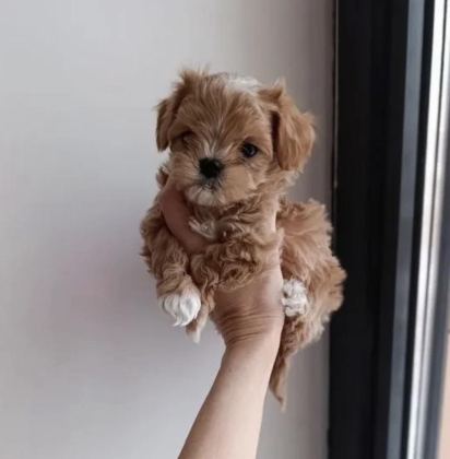 TÜRKİYENİN EN İYİ KORE MALTİPOO YAVRULARI
