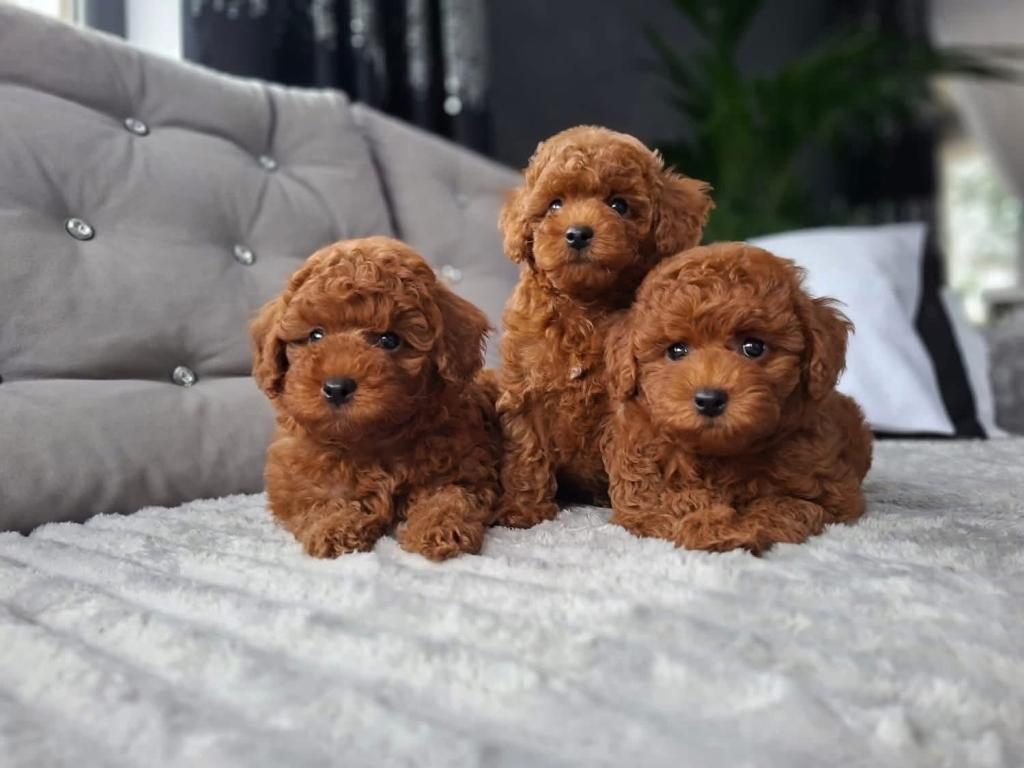 ÜST DÜZEY KORE TOY POODLE YAVRULAR