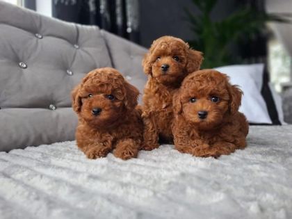 ÜST DÜZEY KORE TOY POODLE YAVRULAR
