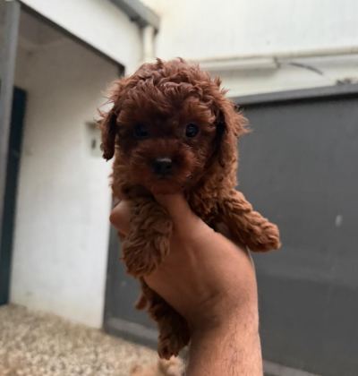 KISA KUYRUK KORE DARK BROWN YAVRULAR