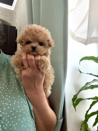 KORE MALTİPOO YAVRULARI