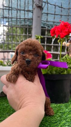 DARK BROWN TEACUP YAVRULAR