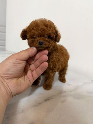 GERÇEK KORE POODLE YAVRULAR