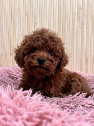TEACUP KORE POODLE YAVRULAR