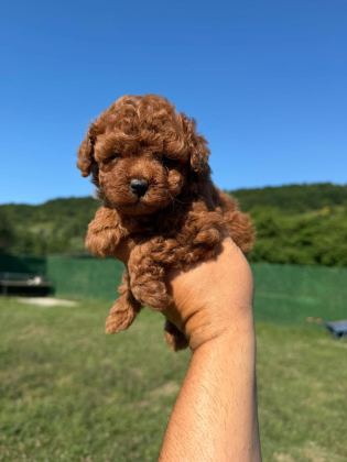 GERÇEK KORE POODLE YAVRULAR