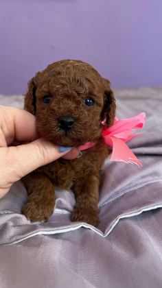 TEACUP KORE POODLE YAVRULAR