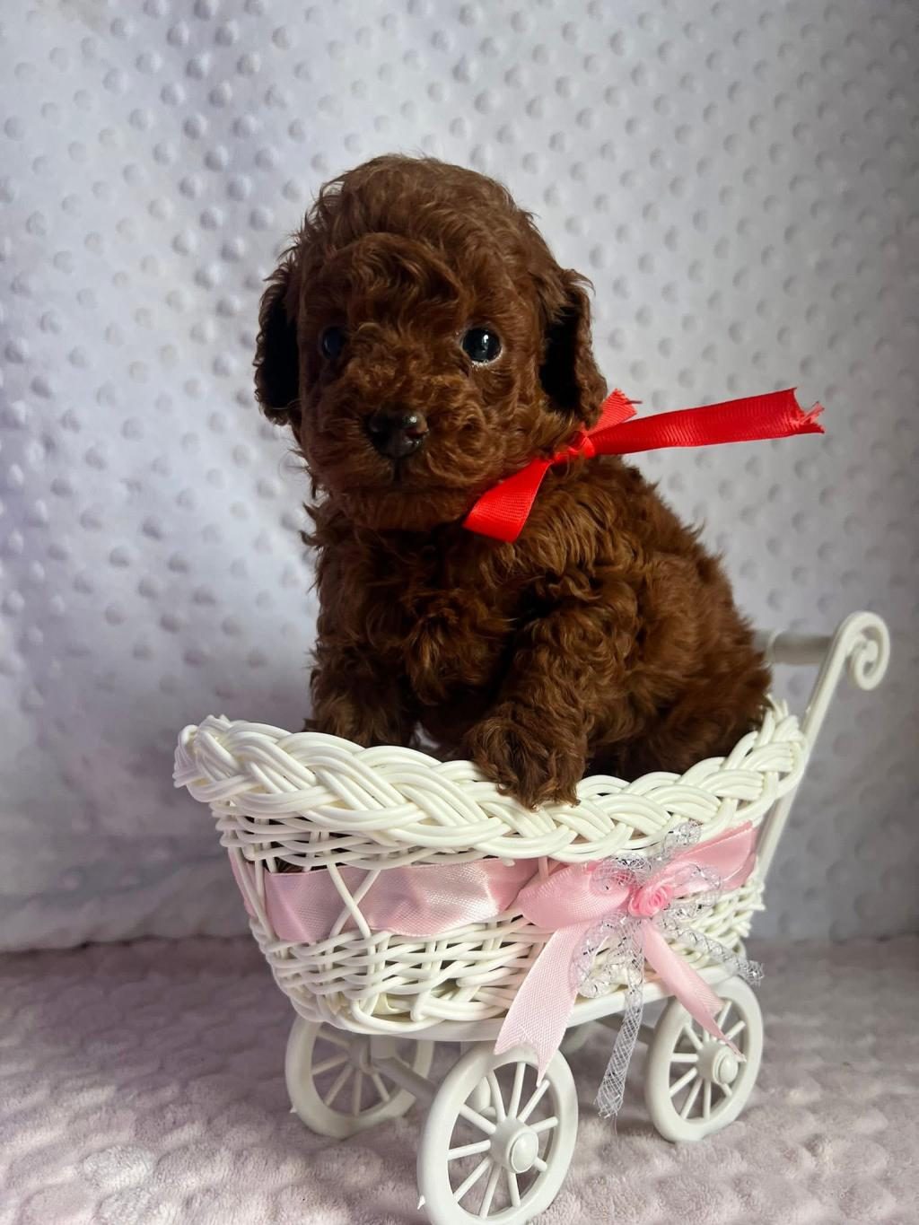 DARK BROWN TEACUP YAVRULAR