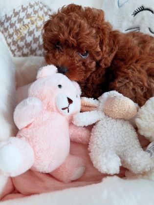 ÜST DÜZEY KORE TOY POODLE YAVRULAR
