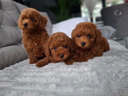 ÜST DÜZEY KORE TOY POODLE YAVRULAR