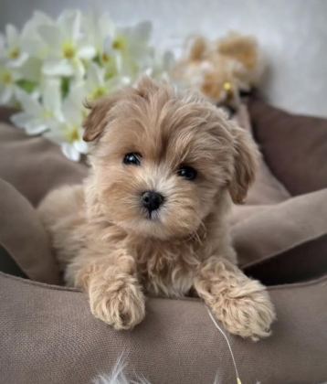 KORE TEACUP MALTİPOO YAVRULAR