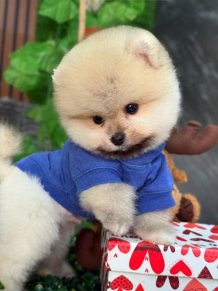 AYI SURAT BOO YAVRULAR