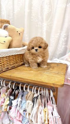 KORE MALTİPOO YAVRULARI