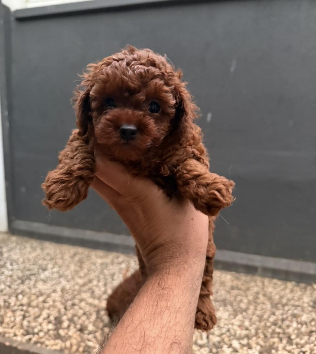 KISA KUYRUK KORE DARK BROWN YAVRULAR