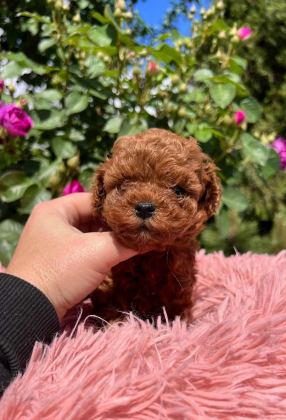 TEACUP KORE POODLE YAVRULAR