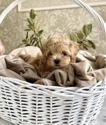 TEACUP KORE MALTİPOO YAVRULAR