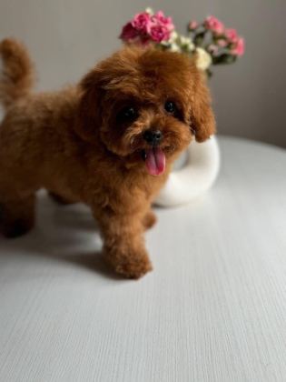 RED BROWN KORE TOY POODLE YAVRULAR