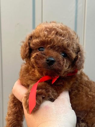 RED BROWN KORE TOY POODLE YAVRULAR