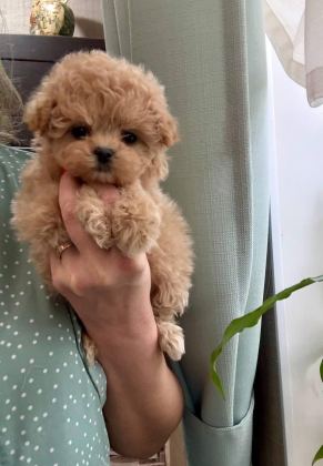 KORE MALTİPOO YAVRULARI