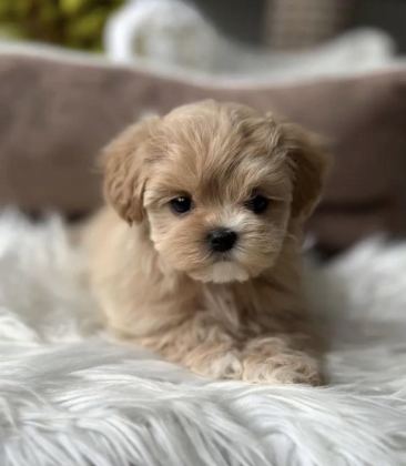 TÜRKİYE’NİN TEK MİCRO MALTİPOO YAVRULARI