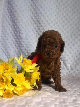 DARK BROWN TEACUP YAVRULAR