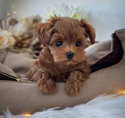 TEACUP KORE MALTİPOO YAVRULAR