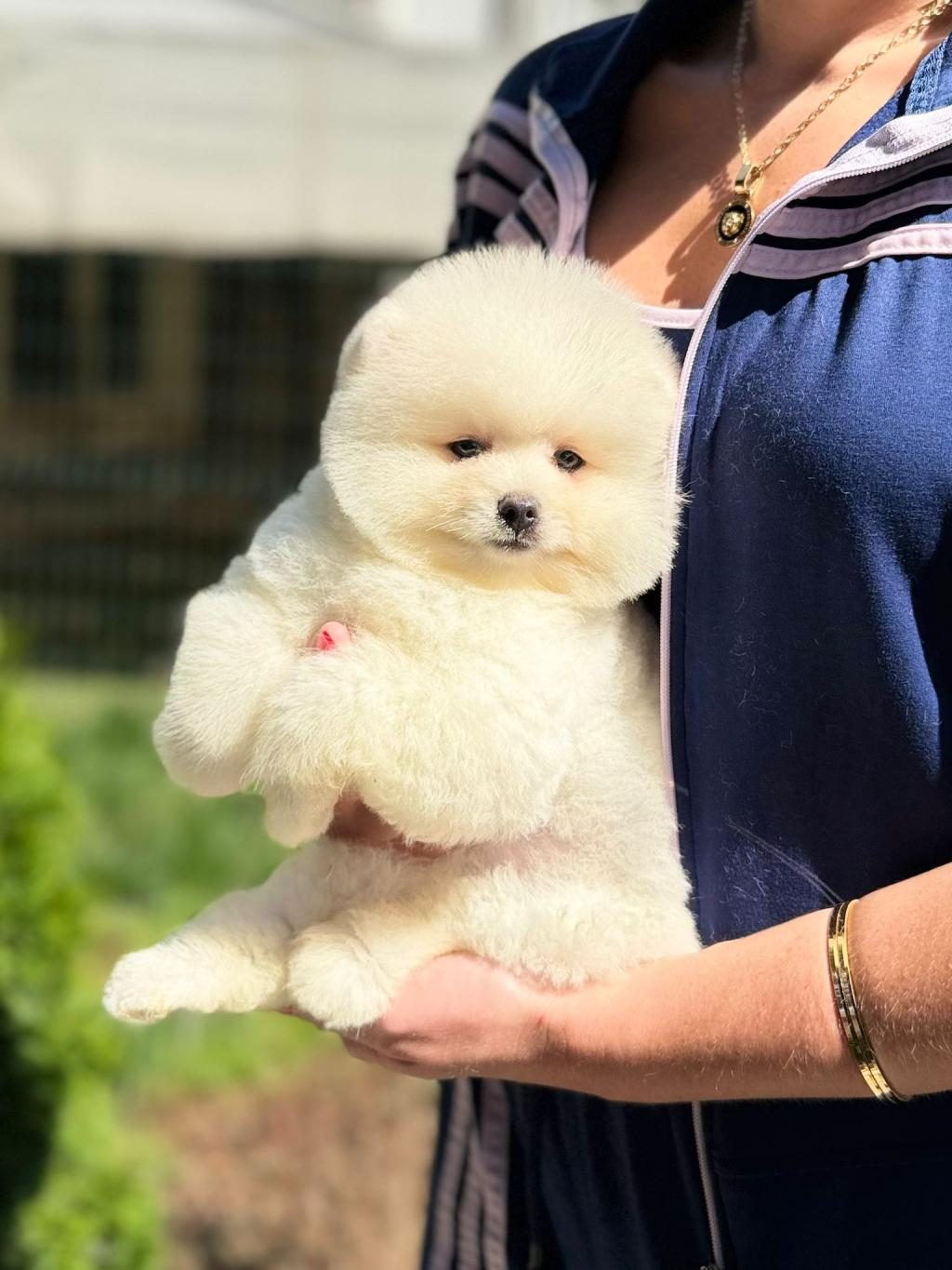 ANKARANIN TEK PET DANIŞMANLIĞI