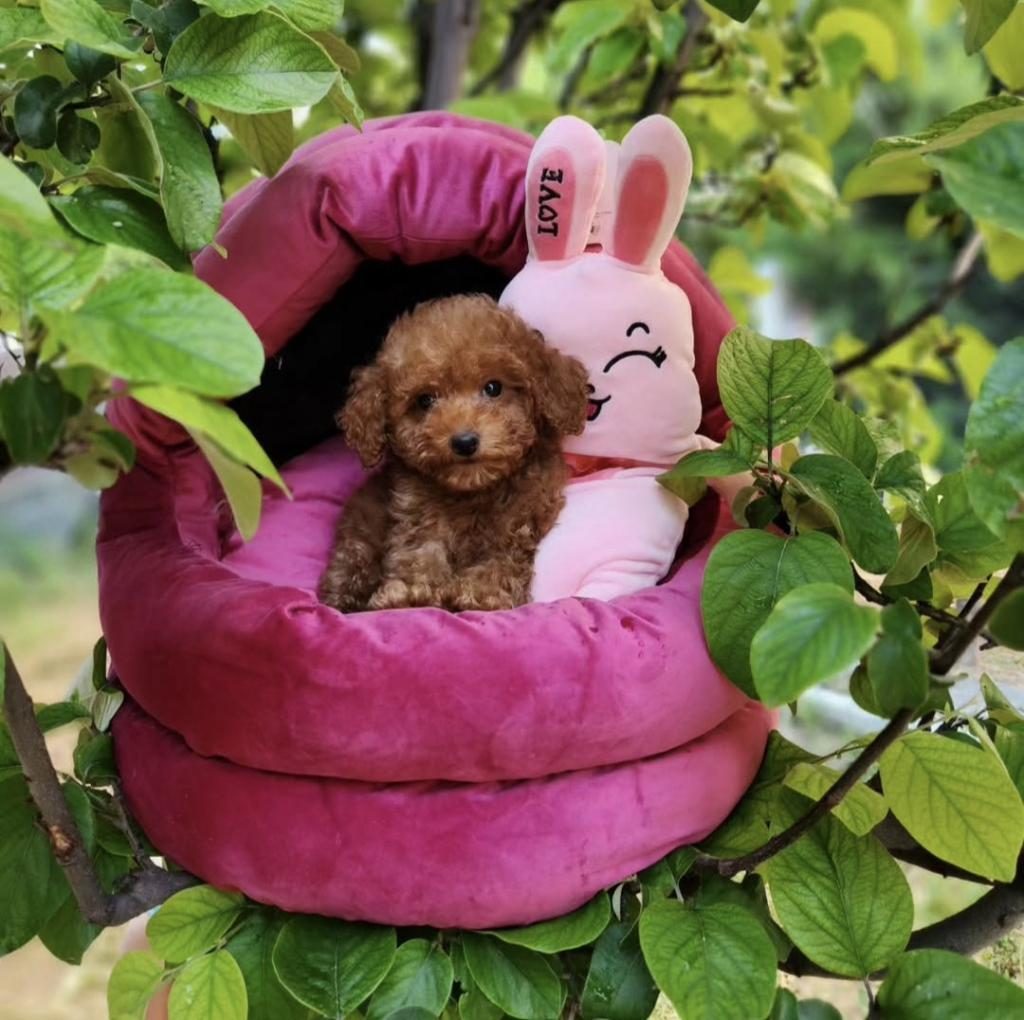 TOYPOODLE YAVRULARIMIZ