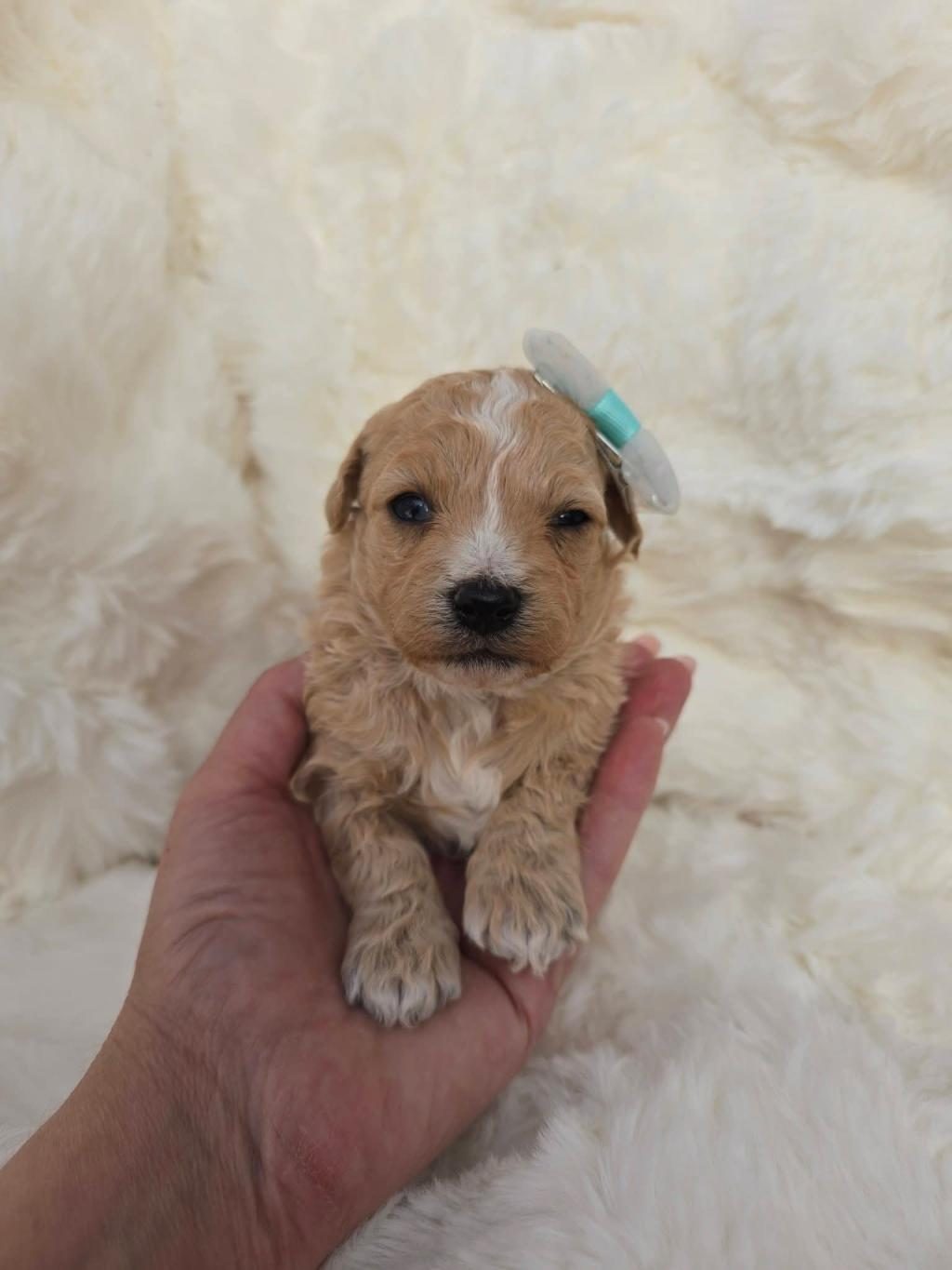 MALTİPOO YAVRULARIMIZ