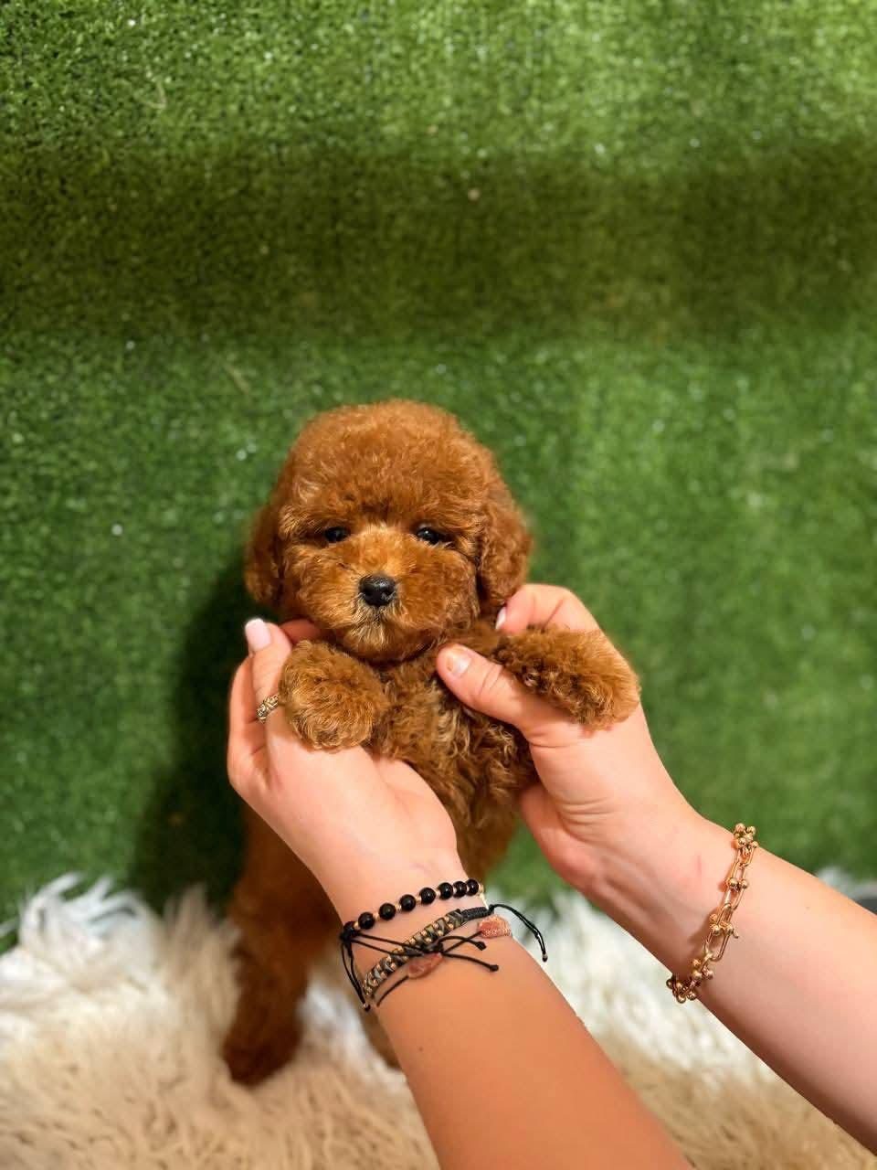 RUHSATLI KÖPEK ÇİFTLİĞİNDEN TOYPOODLE YAVRULARIMIZ