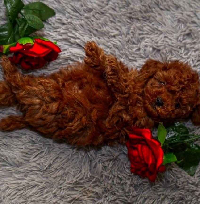 TOYPOODLE YAVRULARIMIZ