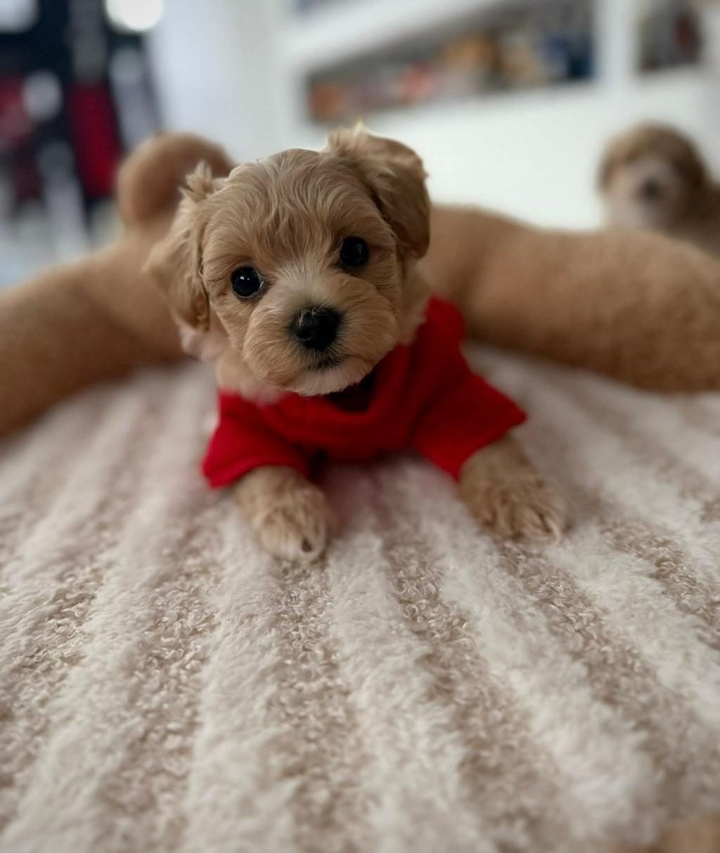 MALTİPOO YAVRULARIMIZ