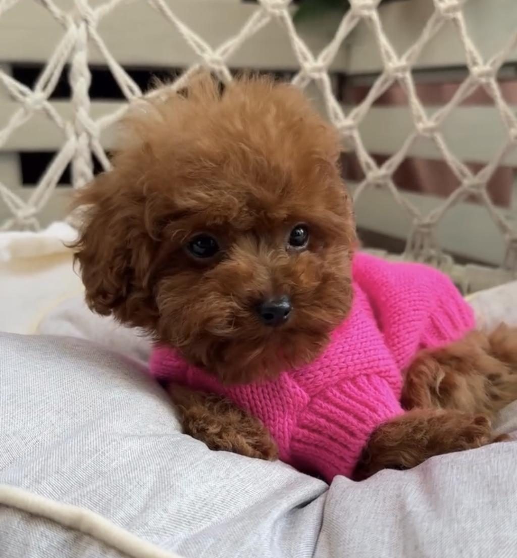 TOYPOODLE YAVRULARIMIZ