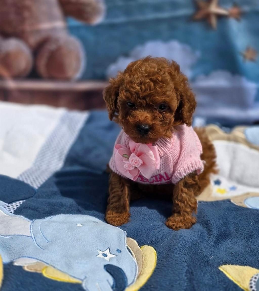 TOYPOODLE YAVRULARIMIZ