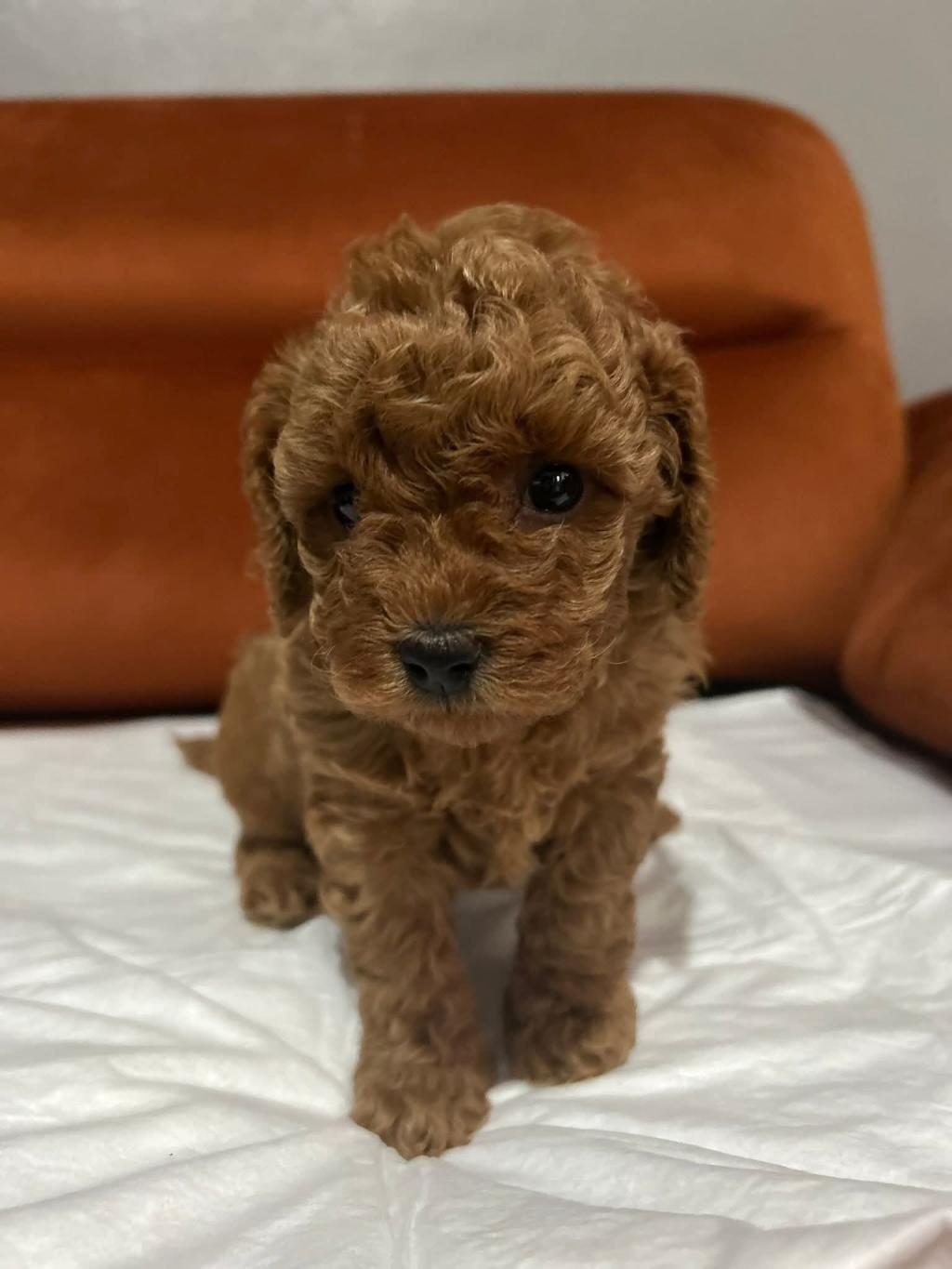 TOYPOODLE YAVRULARIMIZ