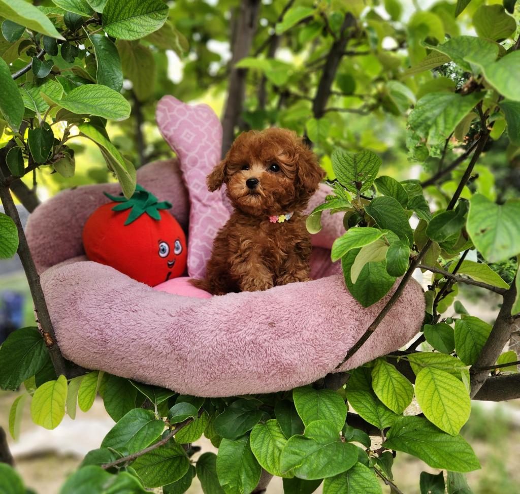 TOYPOODLE YAVRULARIMIZ