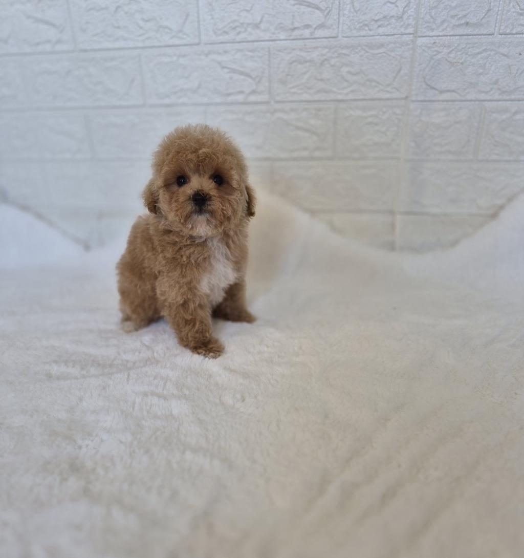 MALTİPOO YAVRULARIMIZ