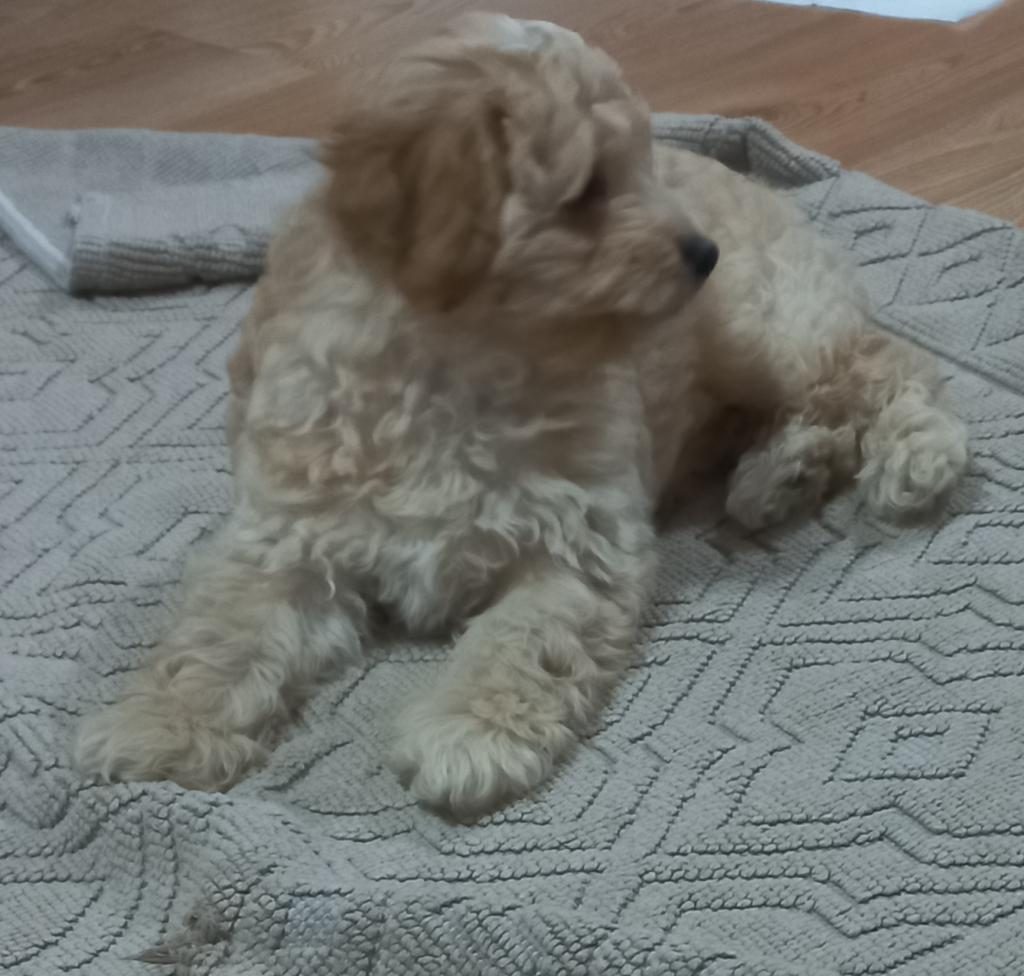 3 AYLIK ERKEK MALTİPOO