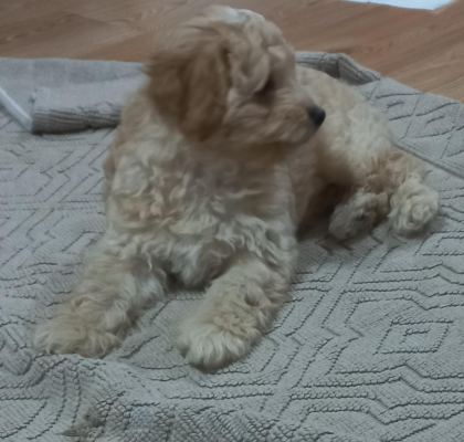 3 AYLIK ERKEK MALTİPOO