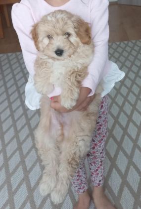 3 AYLIK ERKEK MALTİPOO