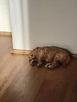 3 AYLIK ERKEK MALTİPOO