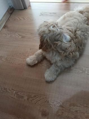 3 AYLIK ERKEK MALTİPOO