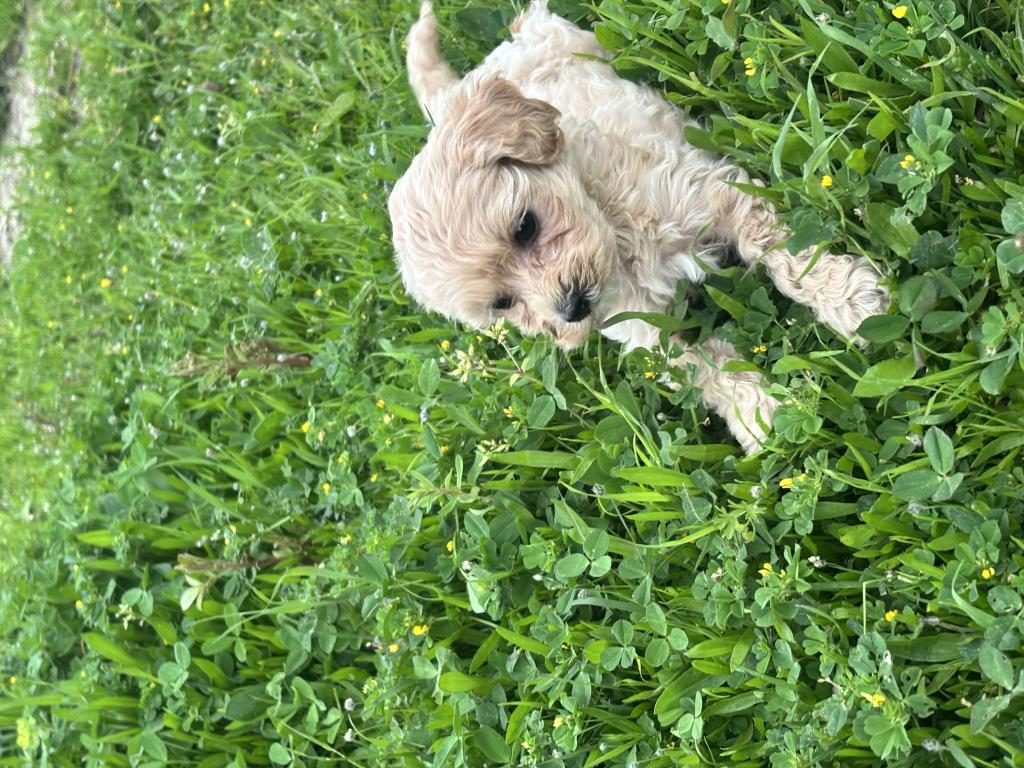 BAL KÜPÜ EV BAKIMLI ÇİŞ EĞİTİMLİ MALTİPOO