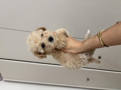 ÇİS PEDİ EĞİTİMLİ MALTİPOO YAVRULAR