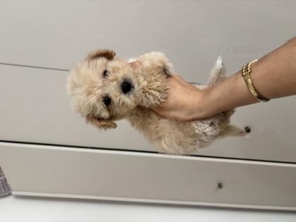 ÇİS PEDİ EĞİTİMLİ MALTİPOO YAVRULAR