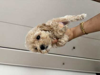 BAL KÜPÜ EV BAKIMLI ÇİŞ EĞİTİMLİ MALTİPOO