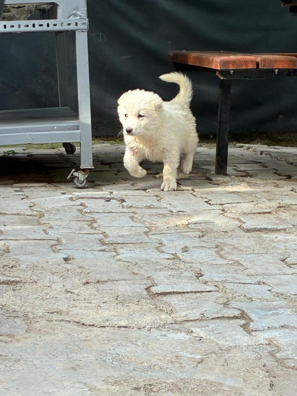 A+ AKBAŞ YAVRULAR HER İLE GÖNDERİM VAR