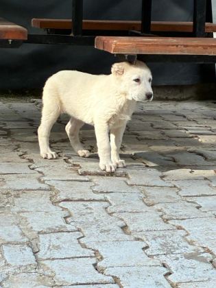 A+ AKBAŞ YAVRULAR HER İLE GÖNDERİM VAR