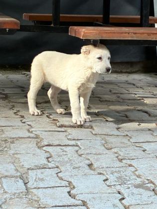SAFKAN AKBAŞ YAVRULARIMIZ 81 ŞEHRE GÖNDERİM VAR